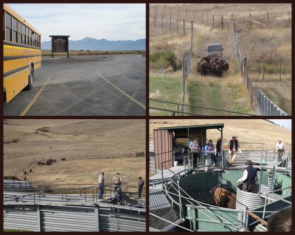 Bison collage 1