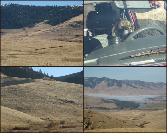 Bison range collage.jpg