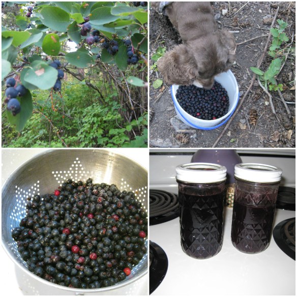 service berry collage